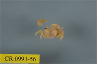 藏品(平背蜞)的圖片